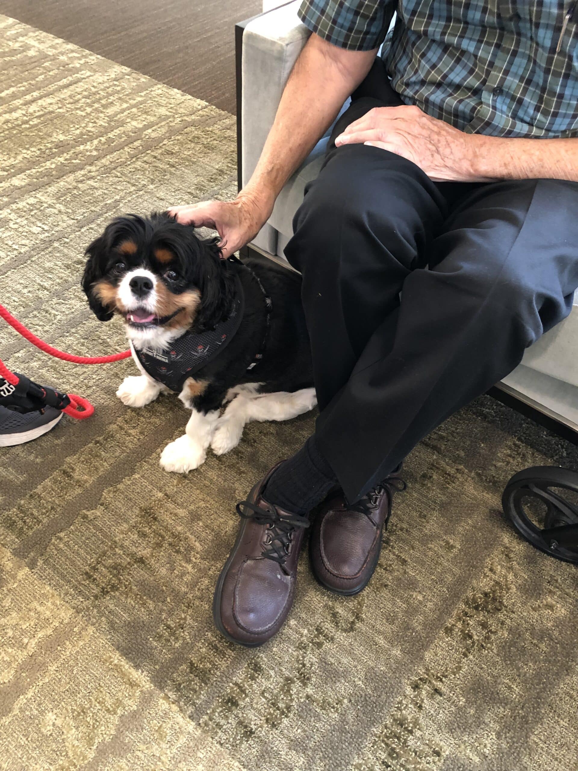 Auggie visits the Residents at The Hamilton Assisted Living.