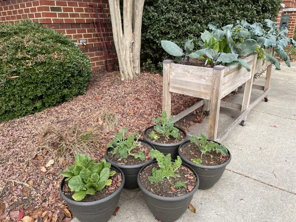 vegetable garden at Arbors has potted plants and a raised plant box