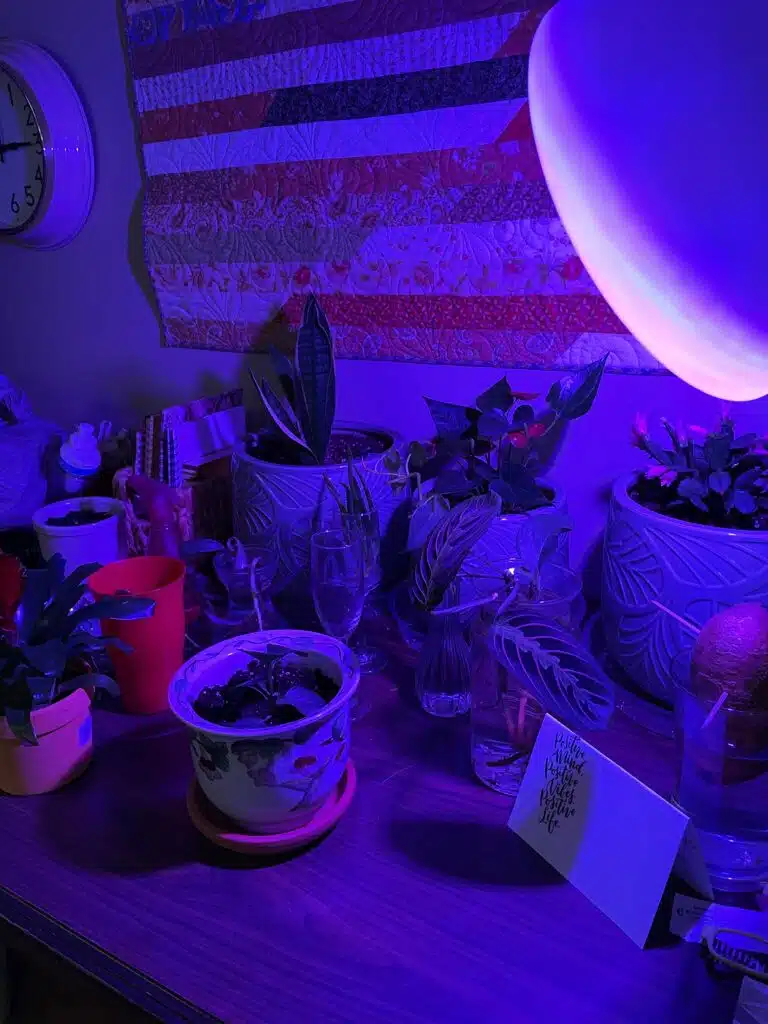 Andre's plants